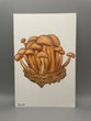 Beech Mushrooms Illustration